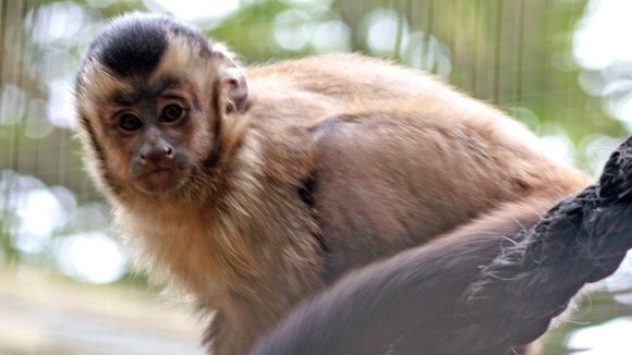 Pepper, the 10-month-old capuchin monkey who died after getting tetanus, possibly linked to flooding at the Looe Monkey Sanctuary.