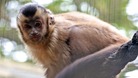 Pepper, the 10-month-old capuchin monkey who died after getting tetanus, possibly linked to flooding at the Looe Monkey Sanctuary.