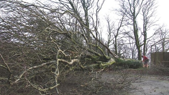 A tree had to be felled by tree surgeons after it threatened the safety of monkeys during Novembers floods.
