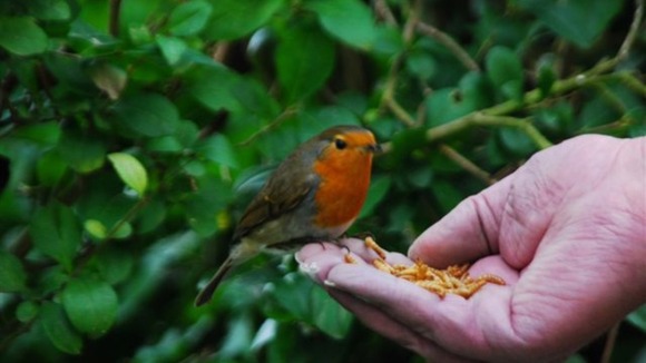 A Robin eats from a viewer's hand