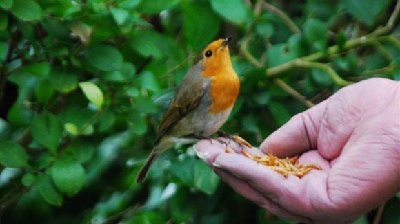 A Robin eats from a viewer's hand