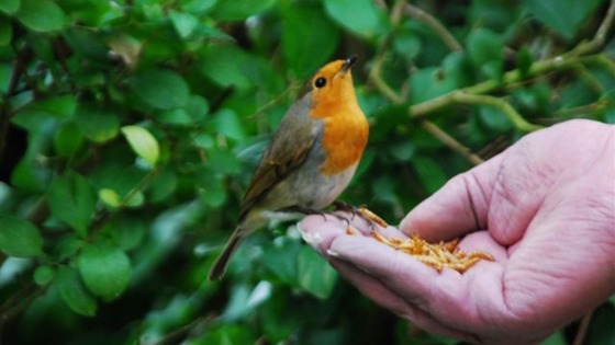 A Robin eats from a viewer's hand