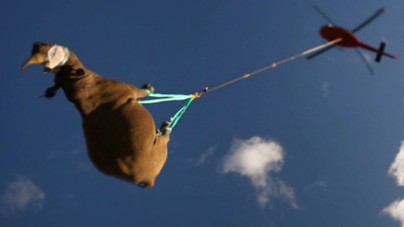 Rhino ride
