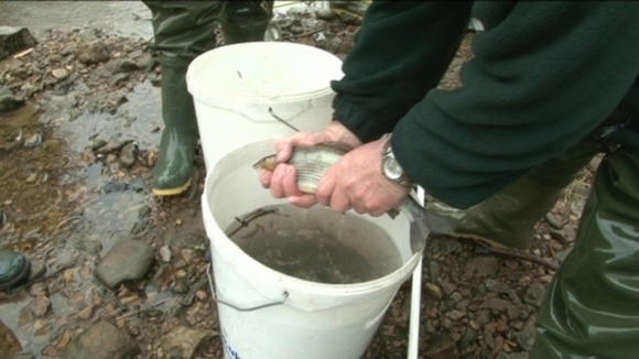 Fish being moved
