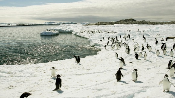 Adelie penguins walk on the ice at Cape Denison in Antarctica