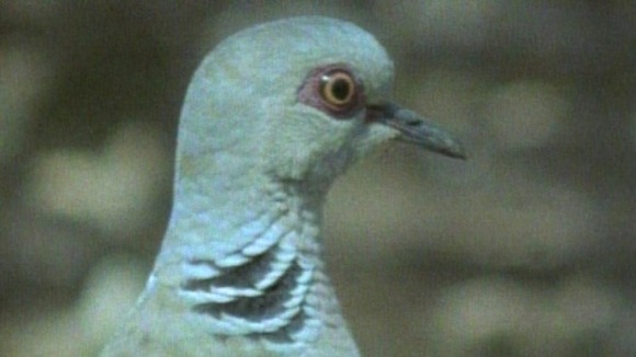 Turtle Dove