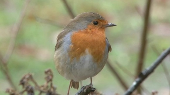 Robin