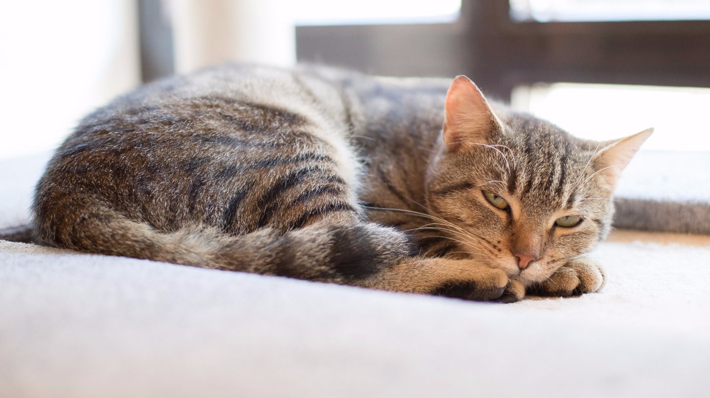 Nurse cautioned for stealing hospital incontinence pads for her cat