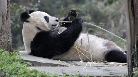 Pandas at Edinburgh Zoo