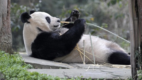 Pandas at Edinburgh Zoo