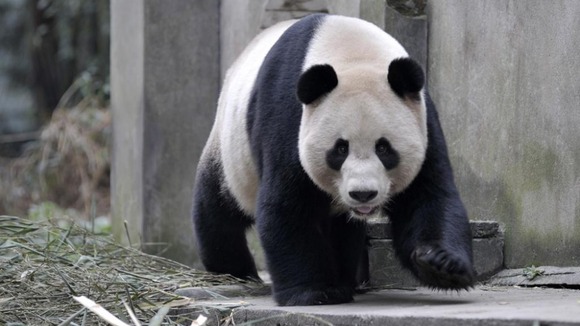Pandas at Edinburgh Zoo