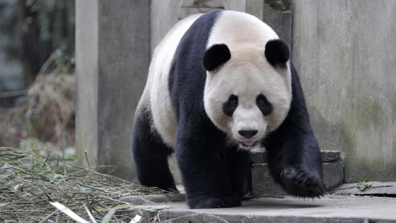 Pandas at Edinburgh Zoo