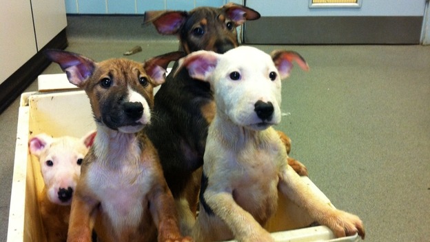 Puppies