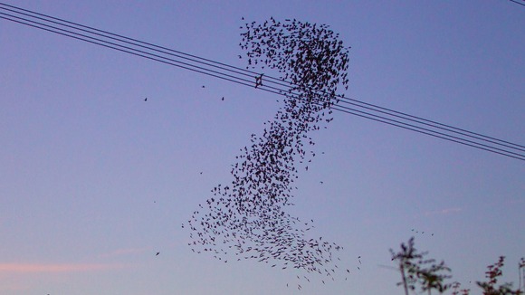 starlings