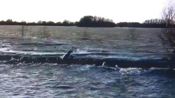 Seal caught on camera swims 50 miles inland through flood waters