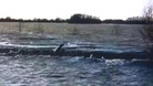 Seal caught on camera swims 50 miles inland through flood waters