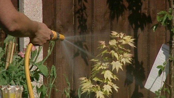 Hosepipe head spraying water on plants