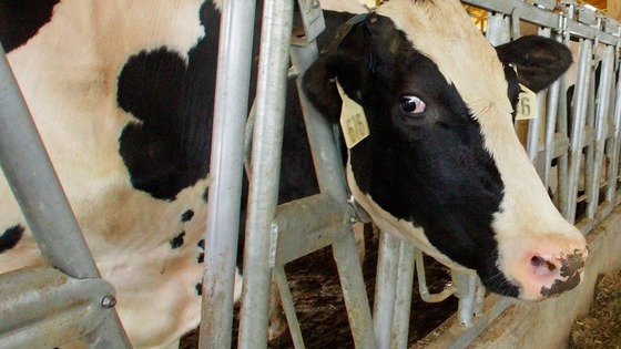 Cow