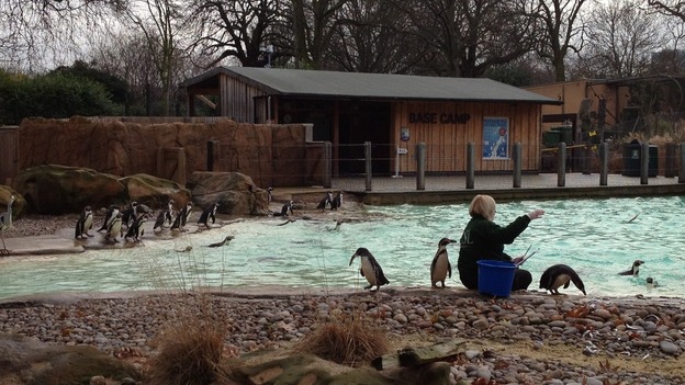 Penguin feeding at London Zoo, as it does its annual stocktake of all its animals.