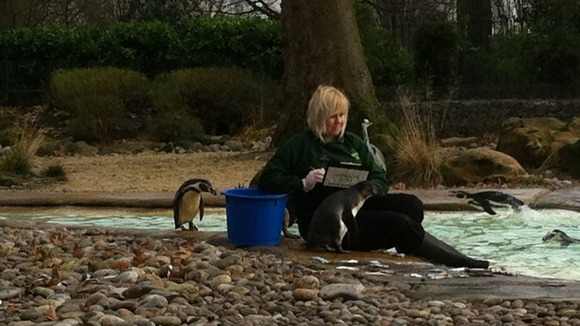 Inside London Zoo's penguin enclosure.