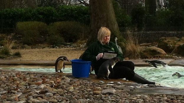 Inside London Zoo's penguin enclosure.