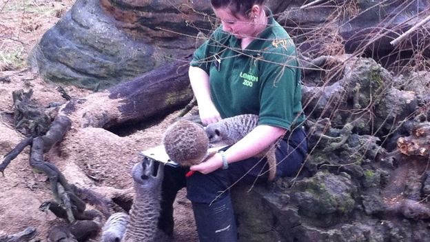 London Zoo worker counts meerkats.