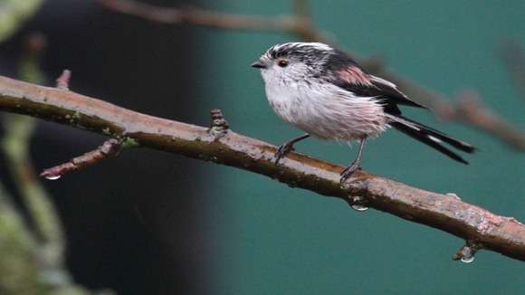 Long-tailed Tit in damp Kimberley.