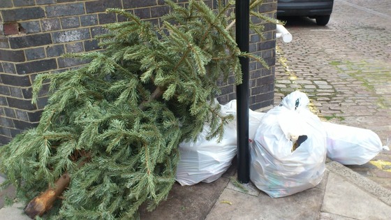 Discarded Christmas tree in London.