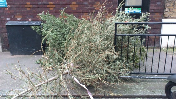 Abandoned Christmas tree.