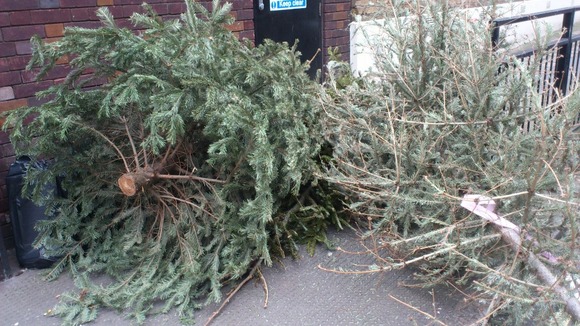 Abandoned Christmas tree.