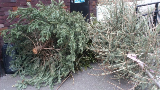 Abandoned Christmas tree.