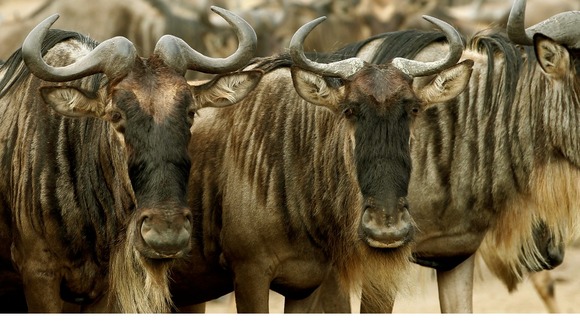 A zoo worker claims two wildebeest were barbecue and served to staff at a party.
