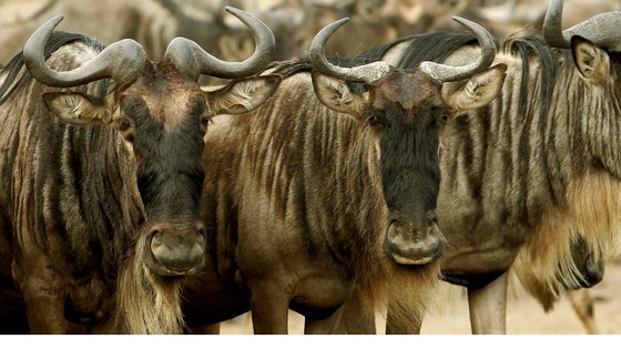 A zoo worker claims two wildebeest were barbecue and served to staff at a party.