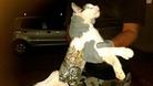 The cat being held by a prison officer with a mobile phone strapped to its stomach