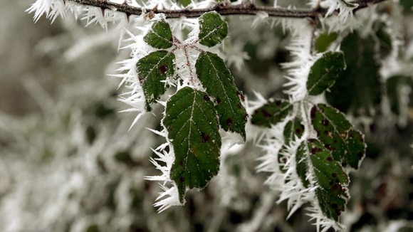 Hoar frost on a bush in Kemble, Gloucestershire, as cold temperatures lead to a frost.