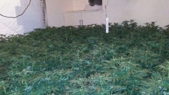 cannabis