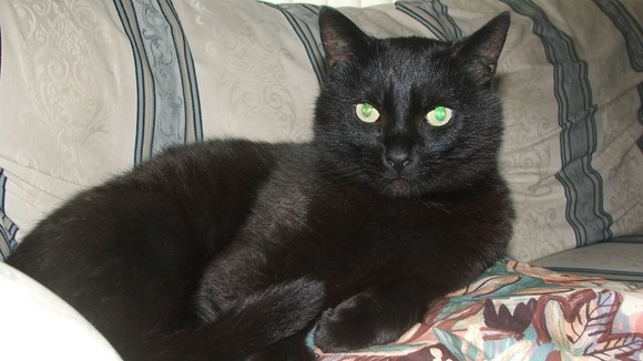 Sooty the cat