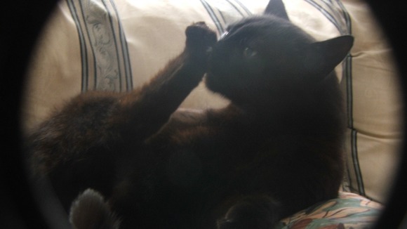 Sooty the cat