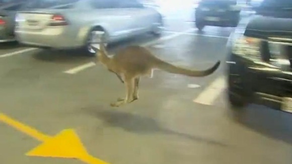 Kangaroo