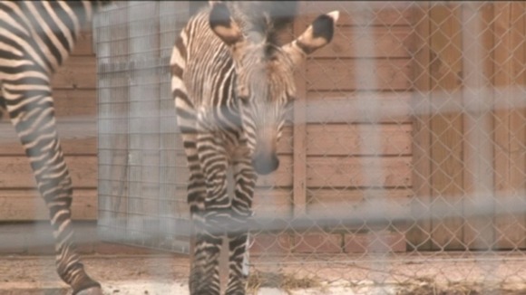 Baby zebra at Paignton Zoo