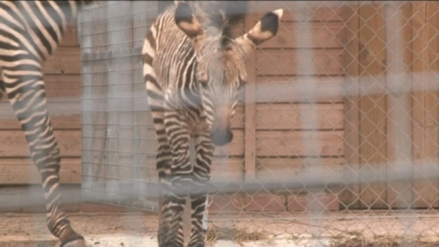 Baby zebra at Paignton Zoo