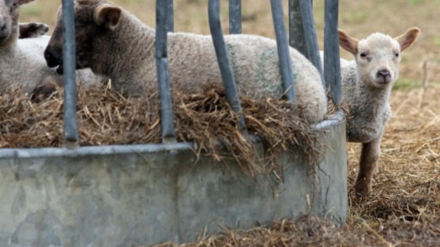 lamb