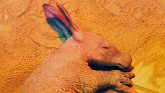 Newborn aardvark born at Colchester Zoo