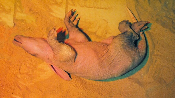 Newborn aardvark in birthing burrow at Colchester Zoo