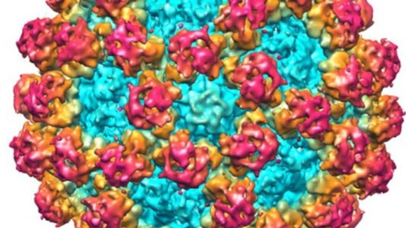 Norovirus