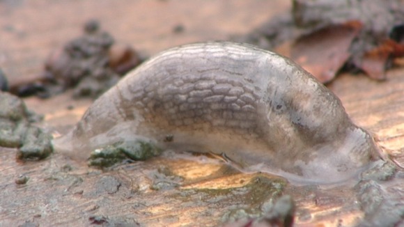Slug