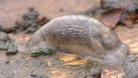 Slug