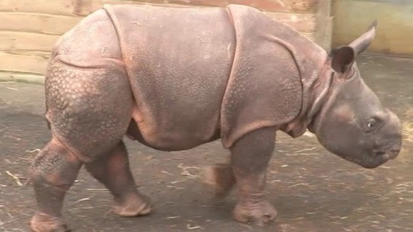 Baby Rhino