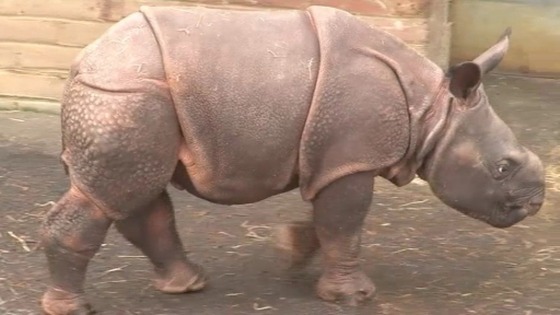 Baby Rhino