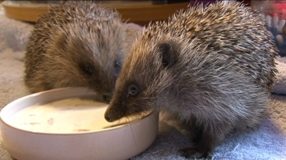 Two prickly characters